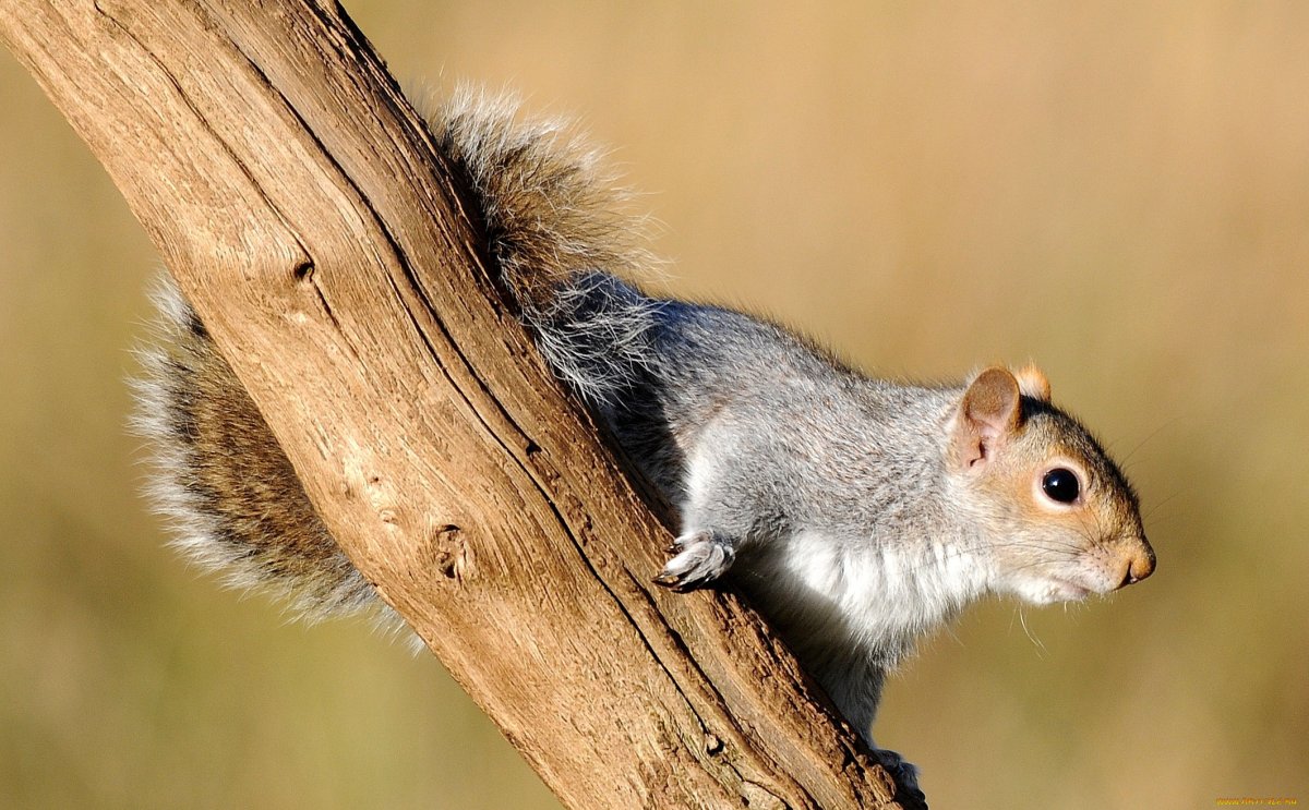 Зверек с пушистым хвостом