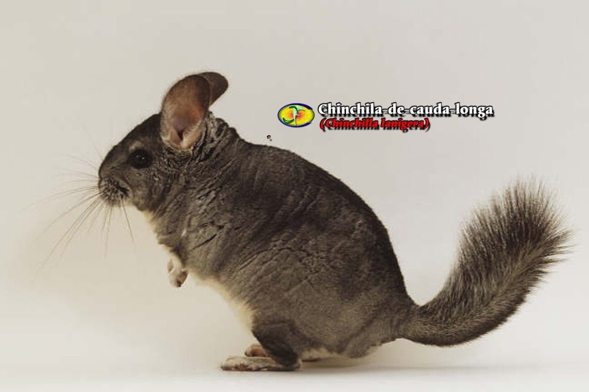 Хвост шиншиллы