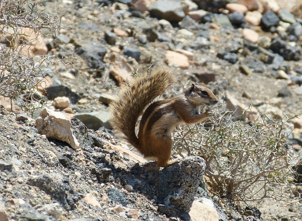 Попа бурундука