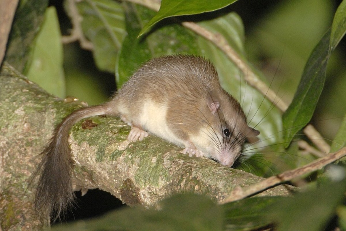 Колючая Соня