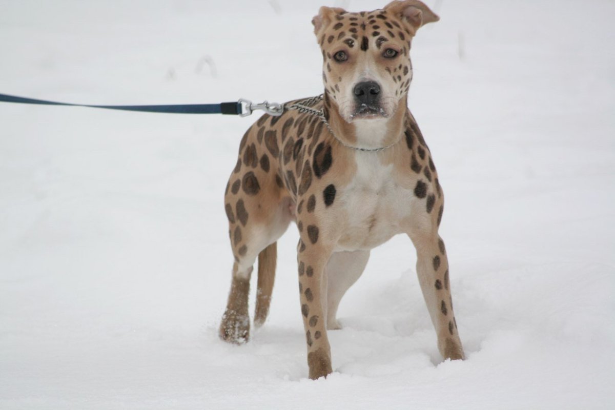Метис далматинца