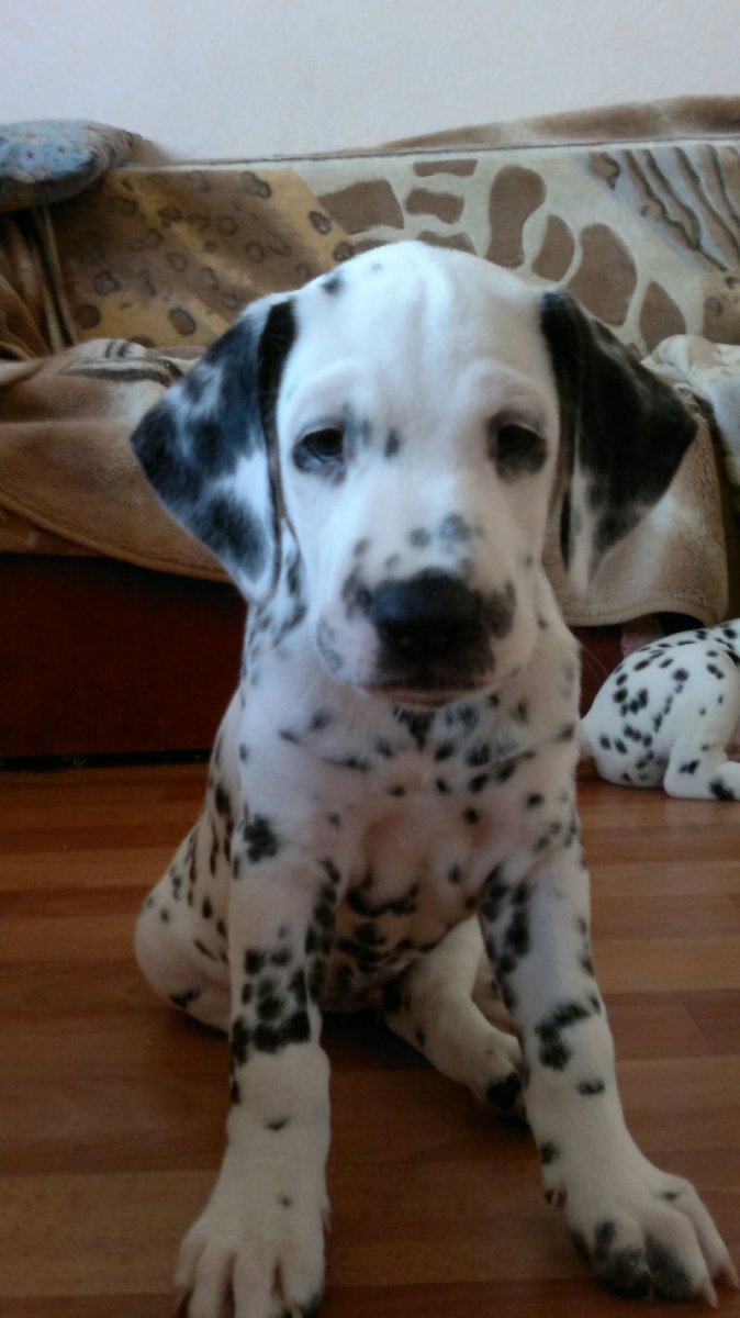 Метис лабрадора и далматина