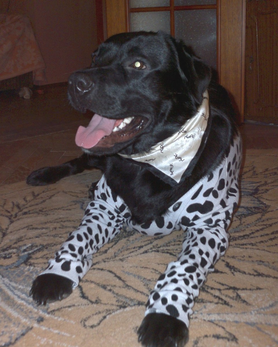 Помесь далматинца и лабрадора