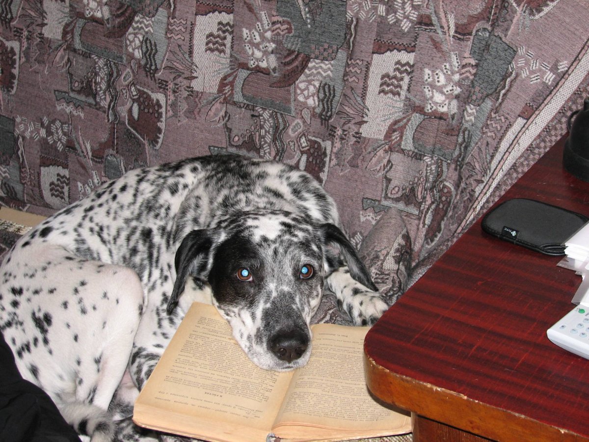 Метис далматина