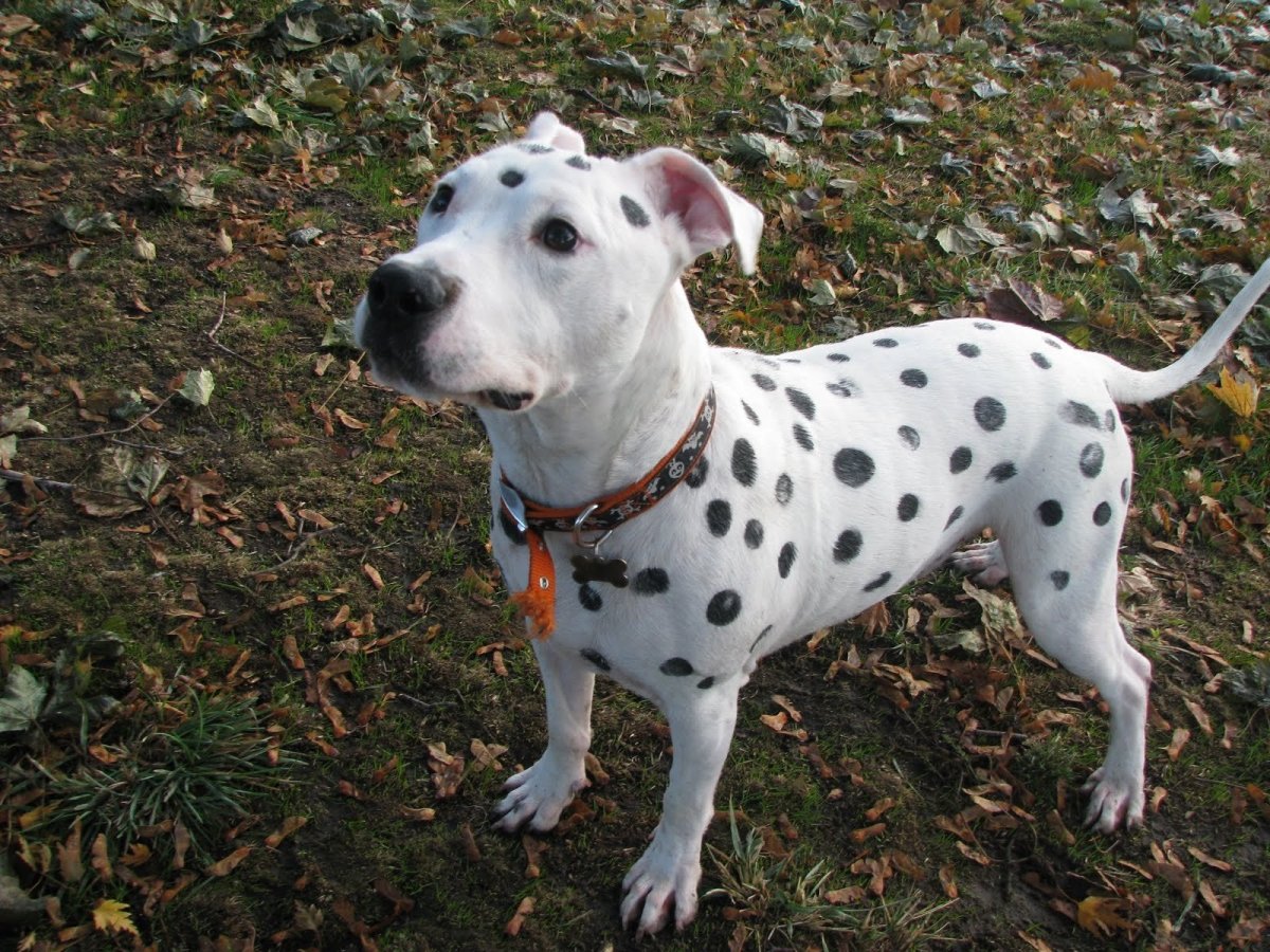 Питбуль Далматин