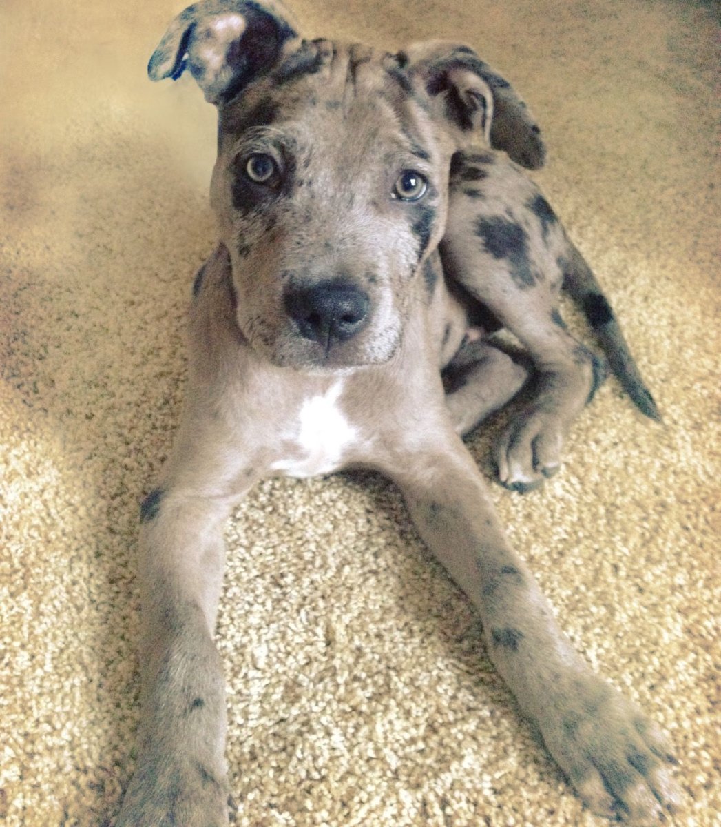 Питбуль метис далматинец