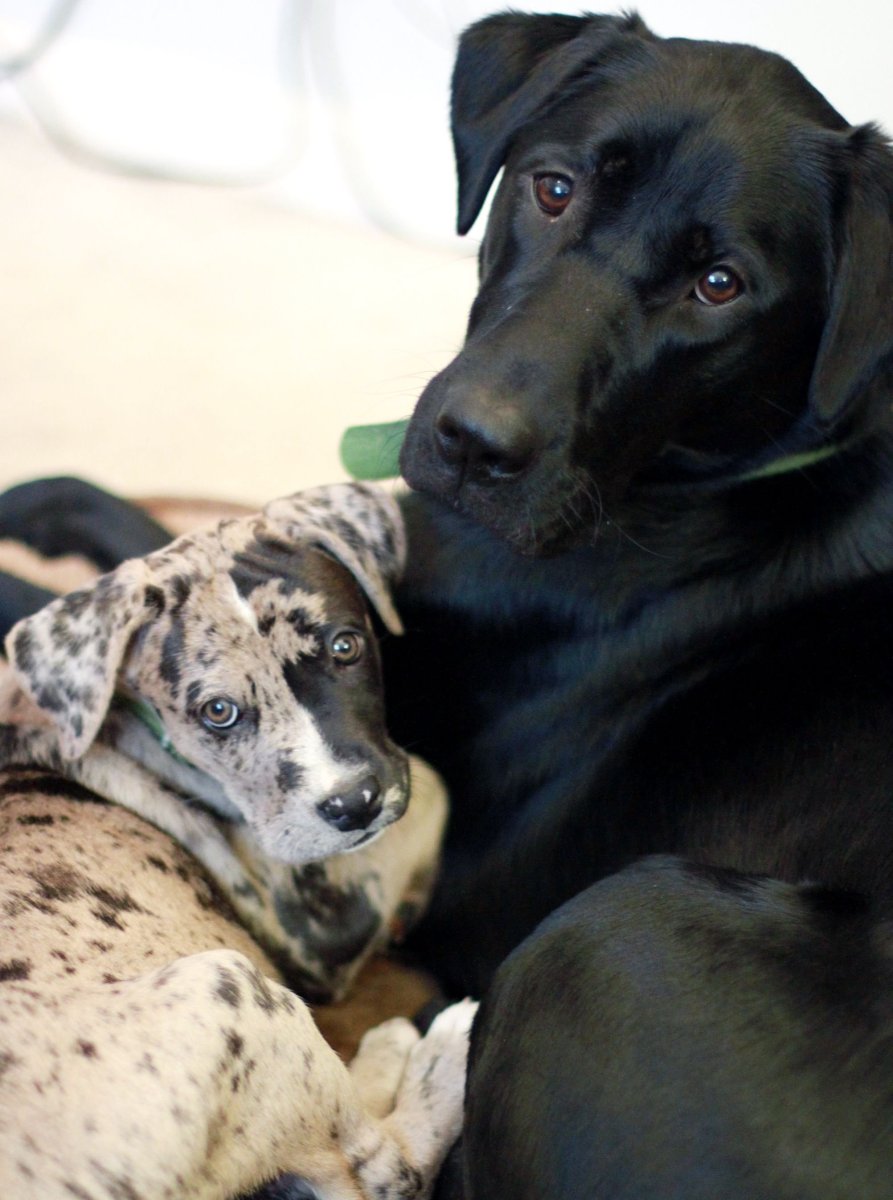 Далматинец и лабрадор