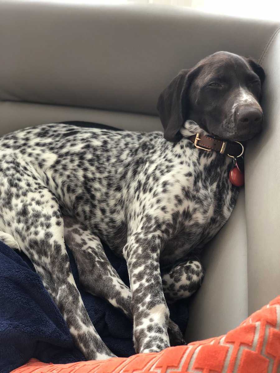 Метис курцхаара и далматина