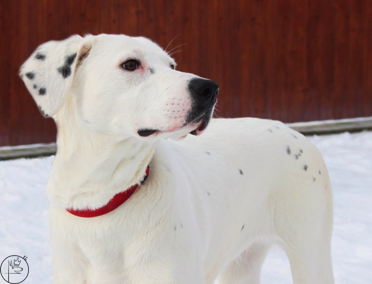 Метис лабрадора и далматинца