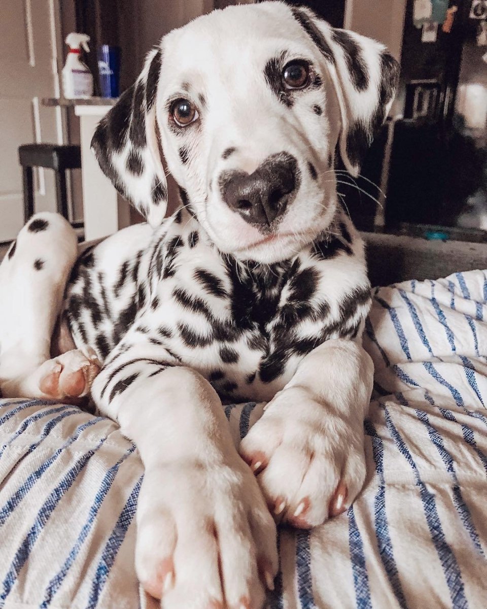 Картинки собачек