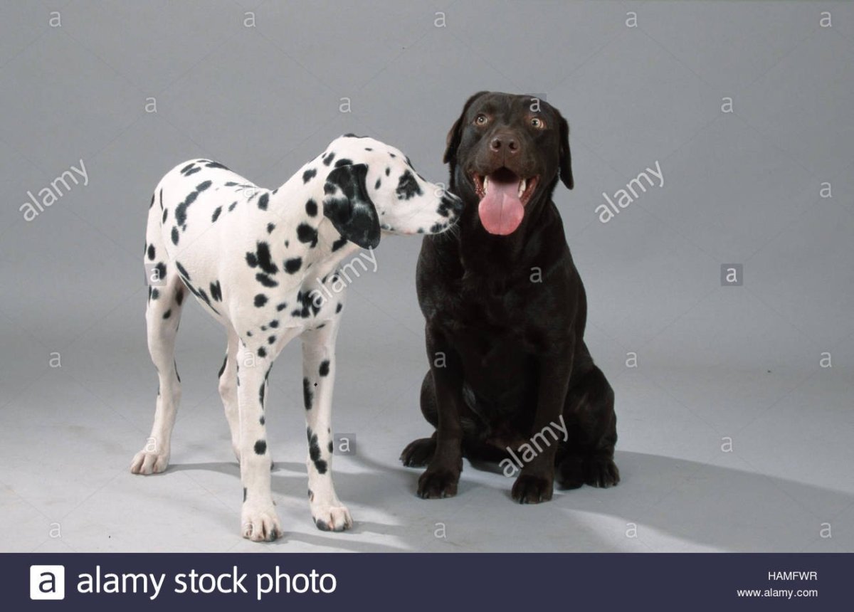 Далматинец лабрадор ретривер