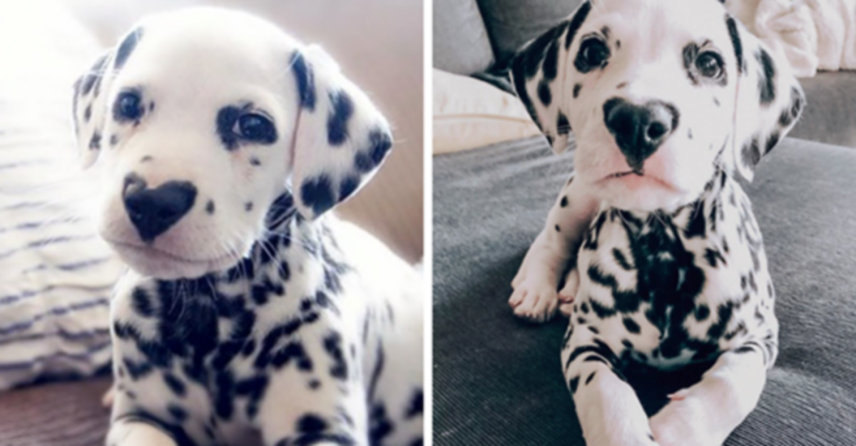 Голубоглазый далматинец