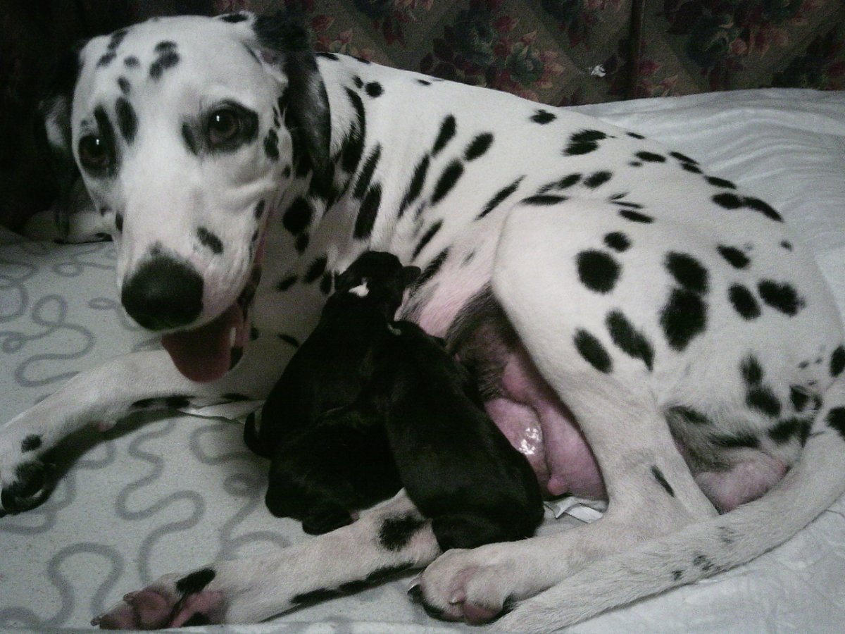 Далматинец и лабрадор