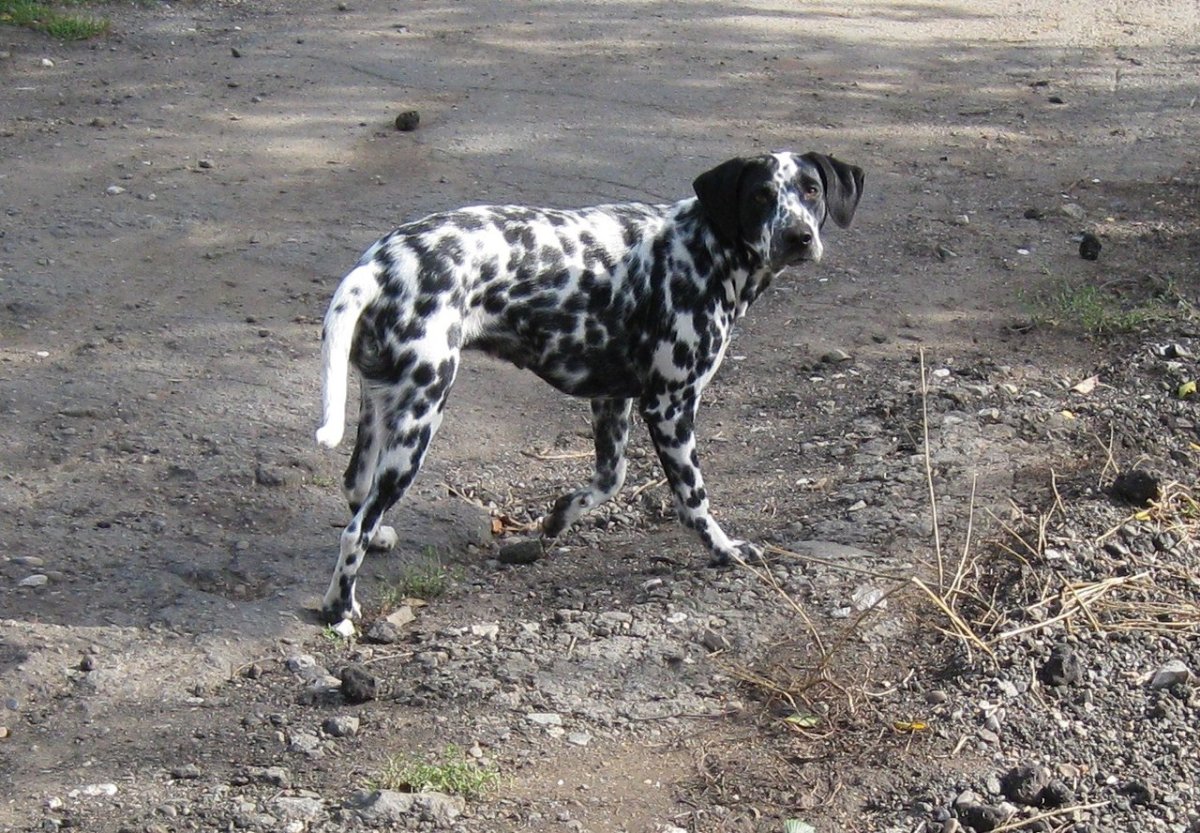 Далматин Курц хар метис