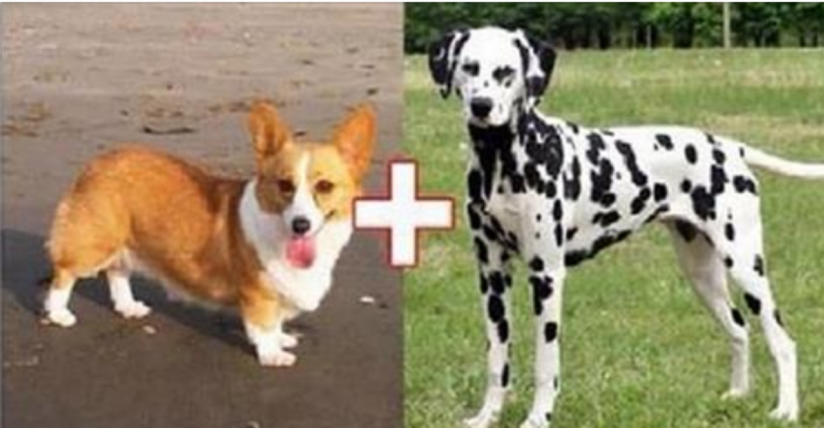 Корги Далматин