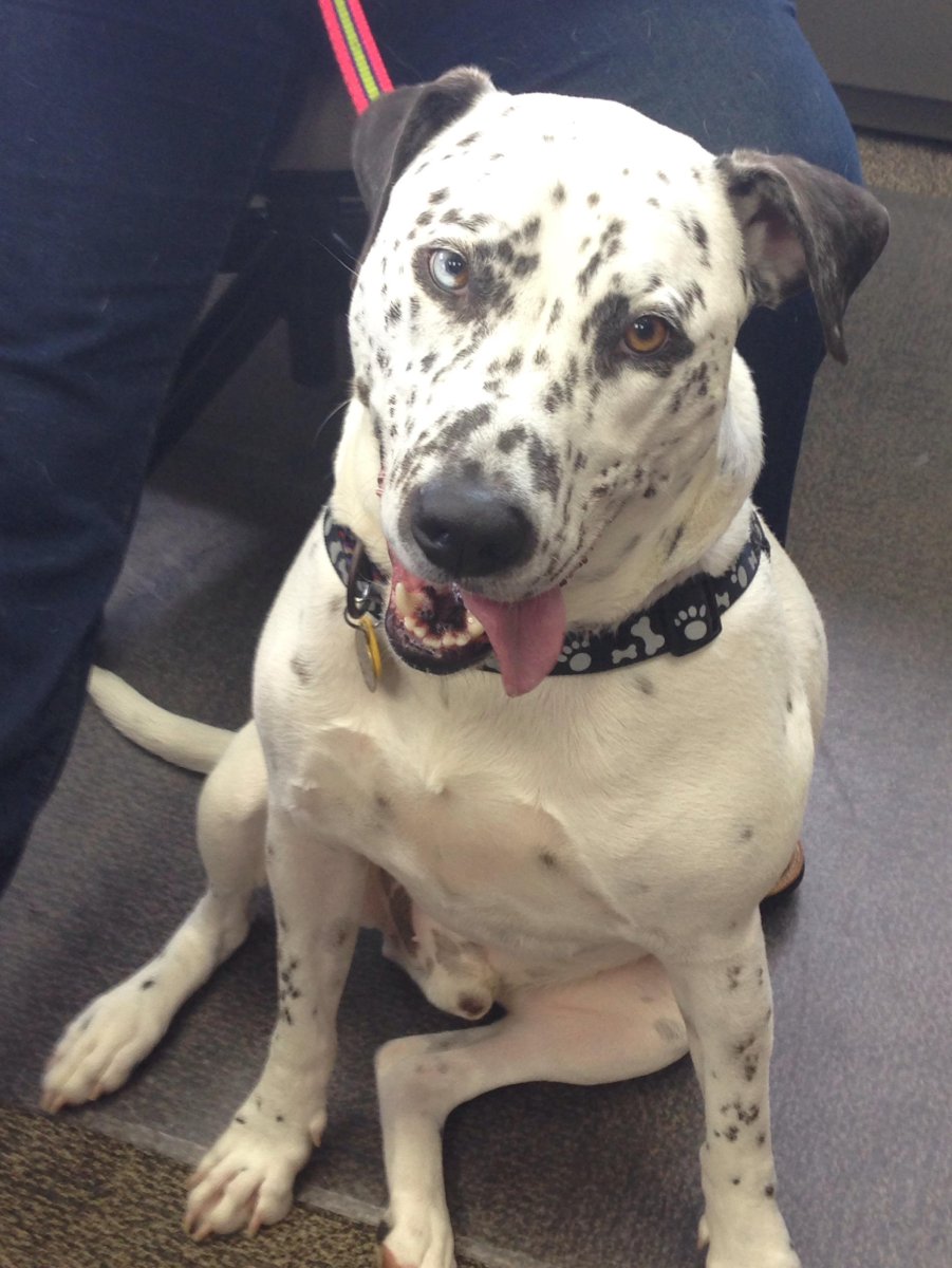 Питбуль Далматин