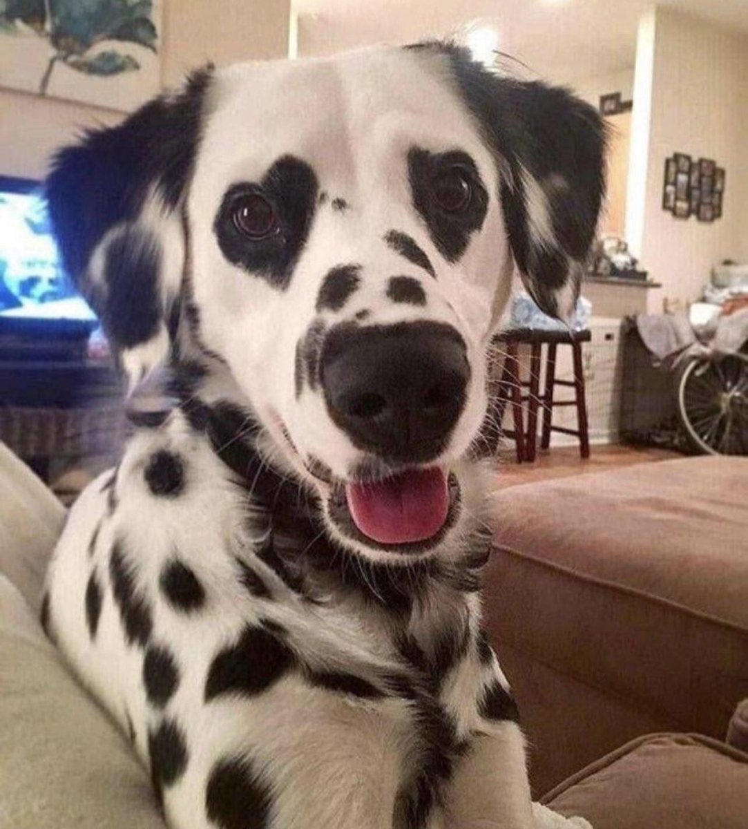 Необычные окрасы собак