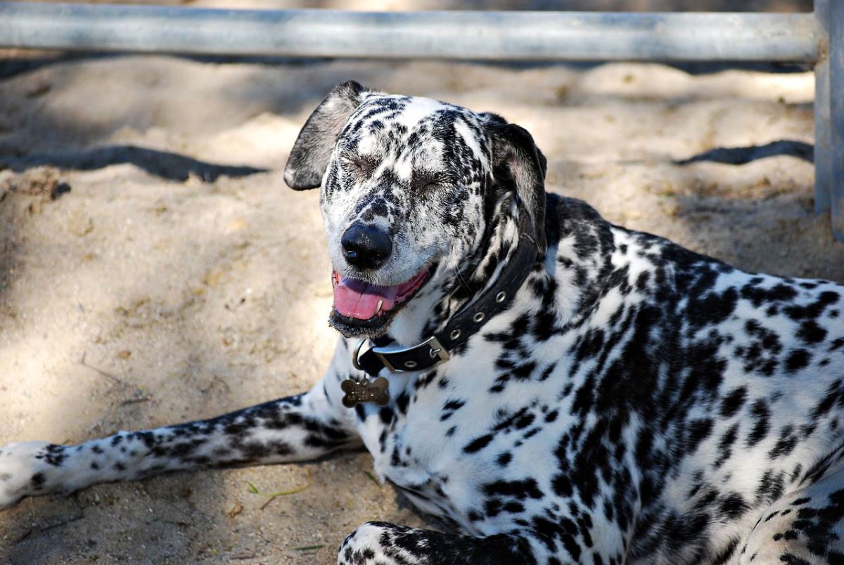 Метис далматинца