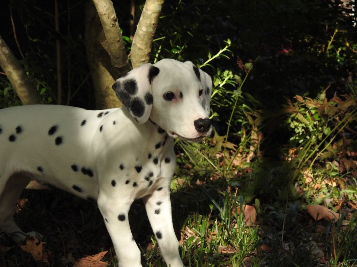 Метис добермана и далматинца