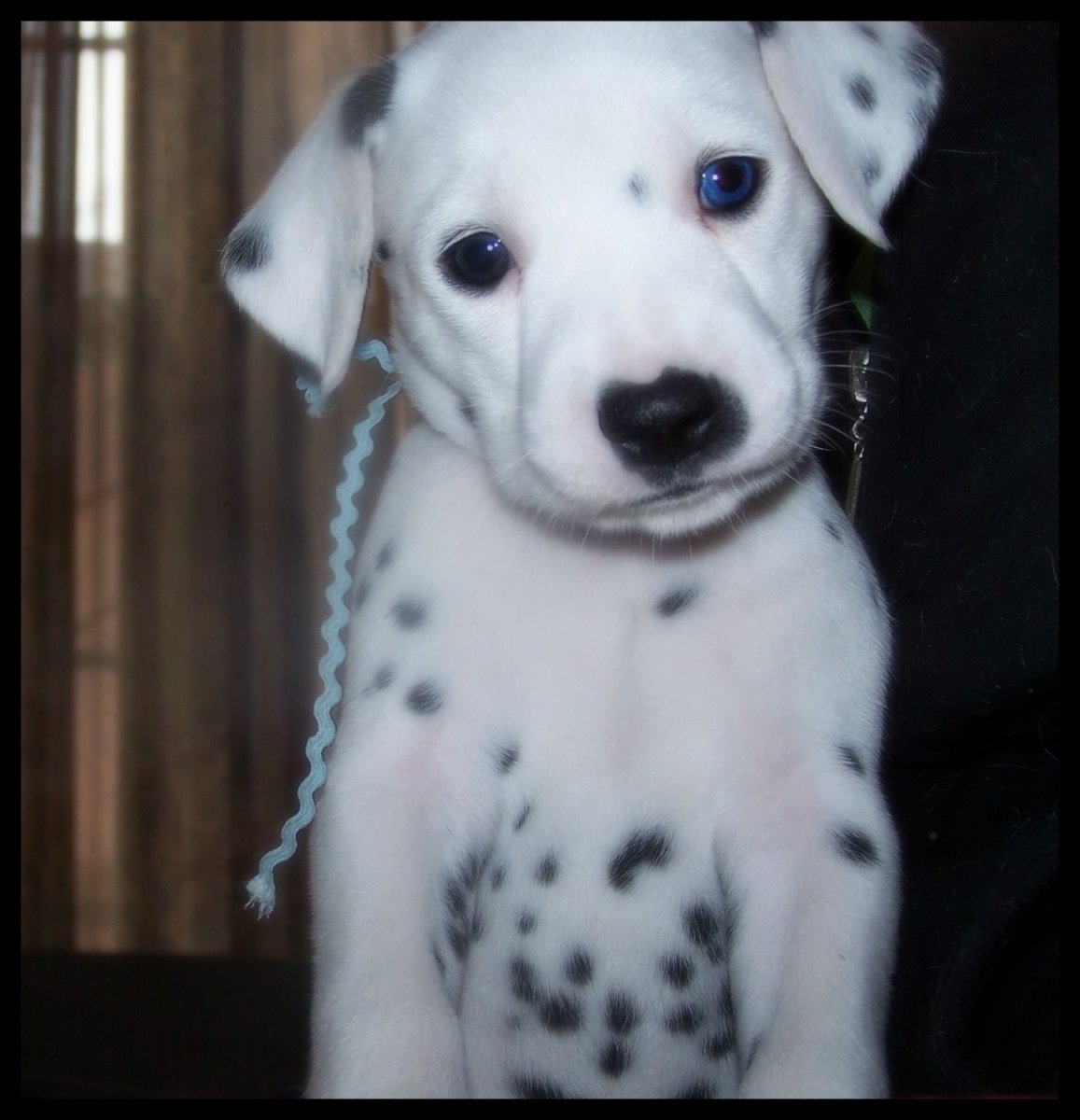 Метис лабрадора и далматина