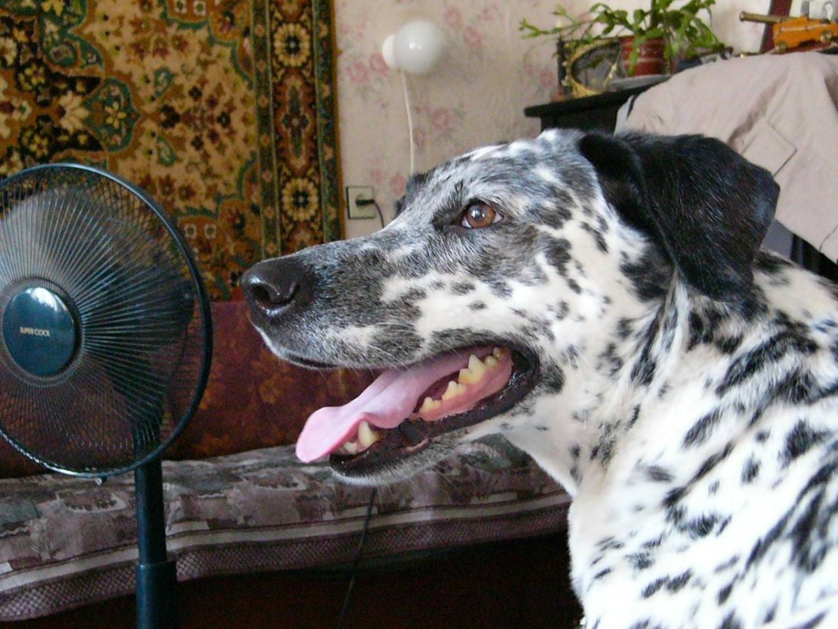 Метис далматинца