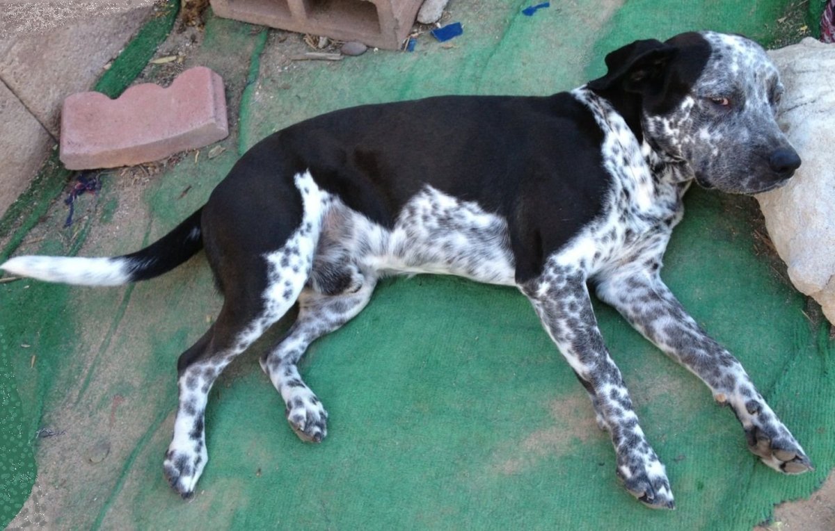 Метис далматинец Стаффорд