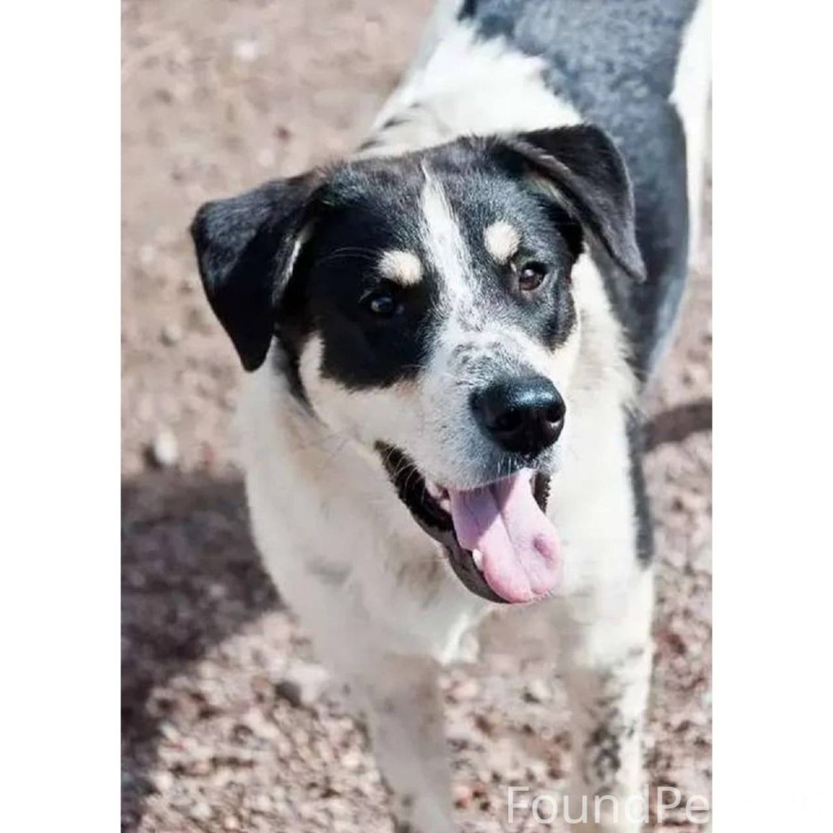 Такса далматинец