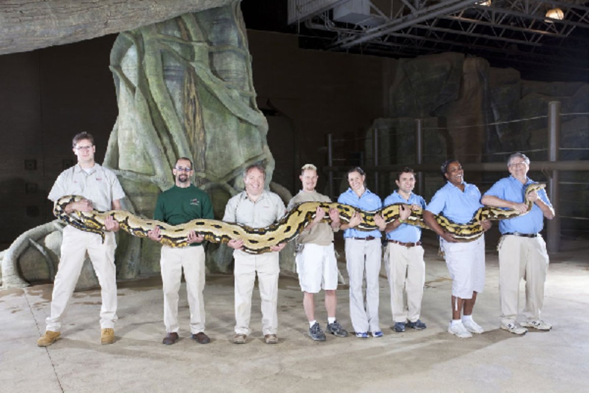 Длинные змейки. Сетчатый питон 7.5 метров. Сетчатый питон Саманта. Змея сетчатый питон. Самый длинный сетчатый питон в мире.