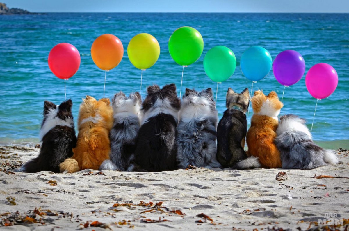 Кошки в Стамбуле