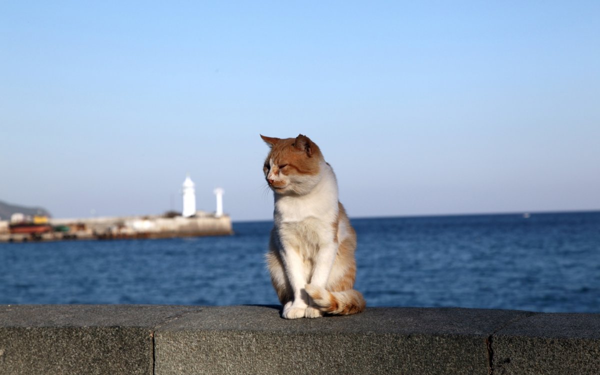 Кошка на отдыхе