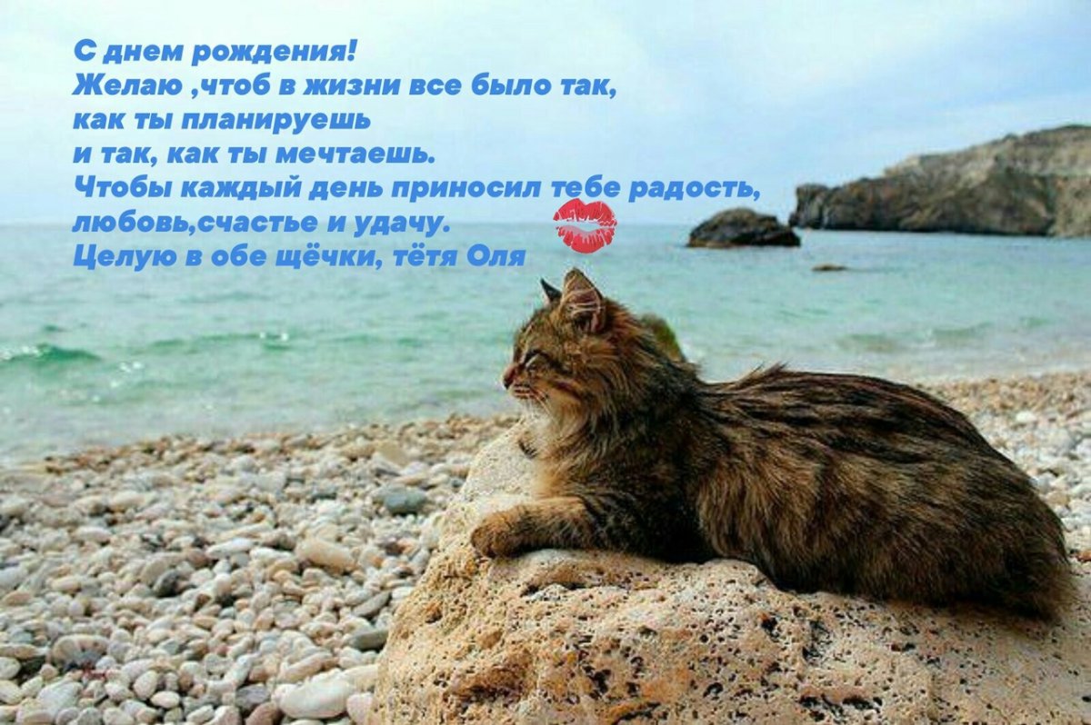 Лето море кот солнце