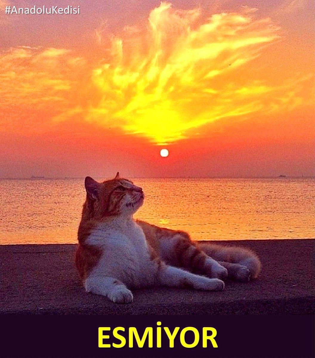 Коты в лодке