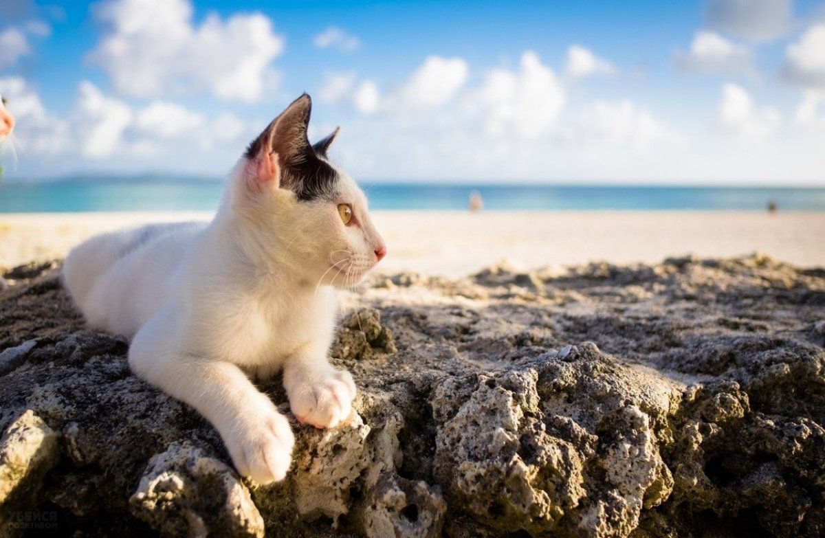 Кот на пляже