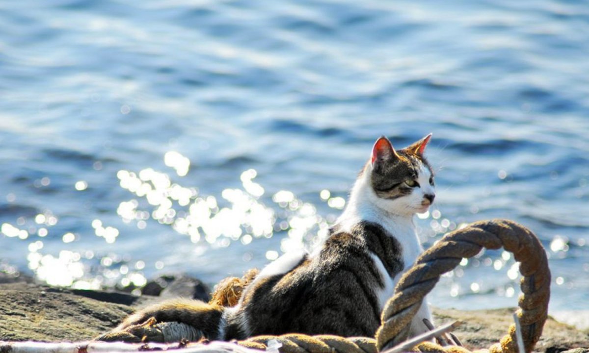 Бенгальская кошка путешественница