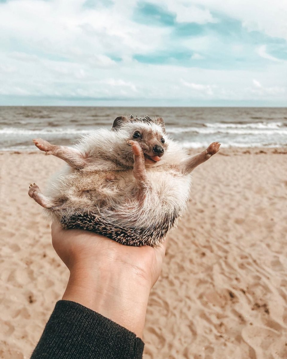 Два кота на море