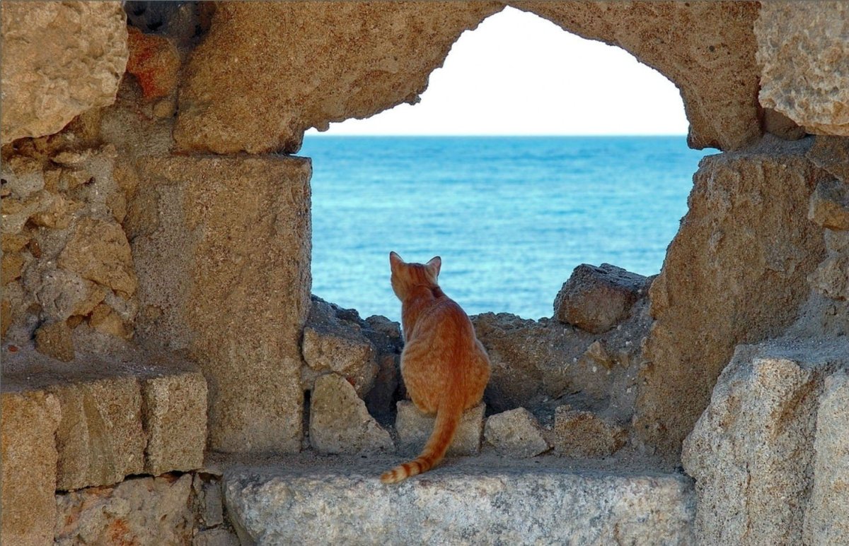 Кот на пляже