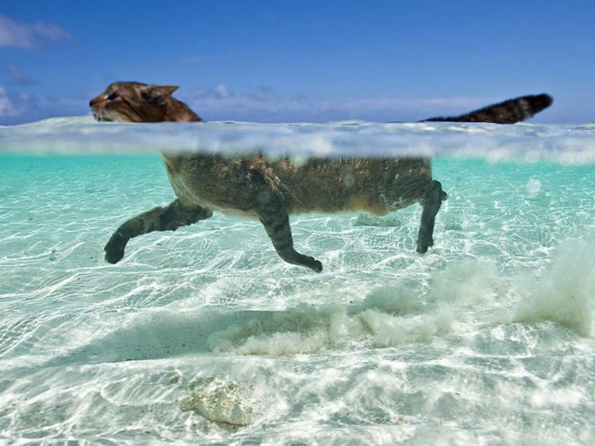 Морской котенок