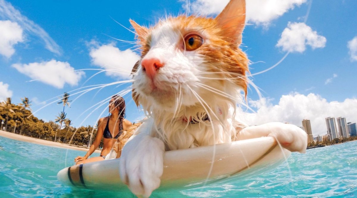 Кот на пляже