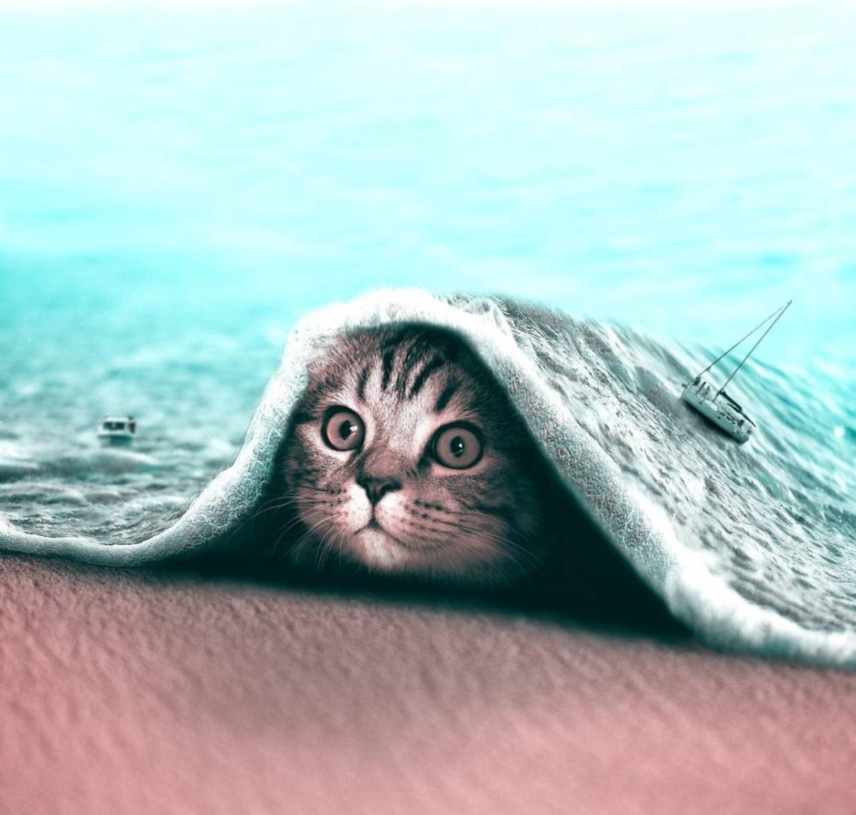 Кот на пляже