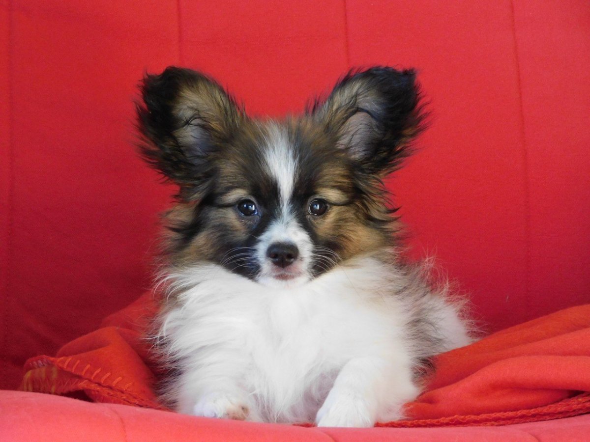 Папильон щенки