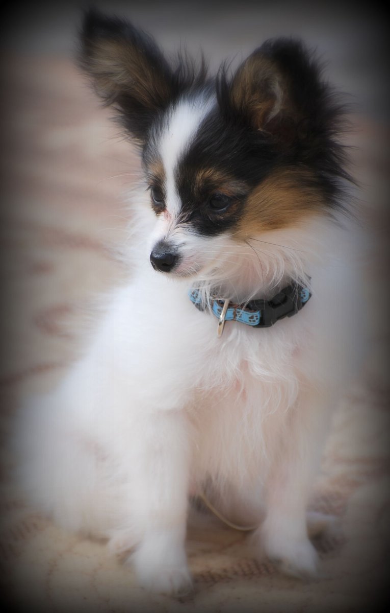 Папильон и чихуахуа