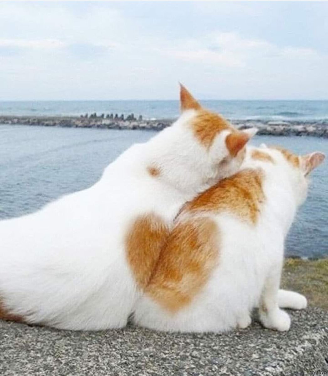 Котенок отдыхает море