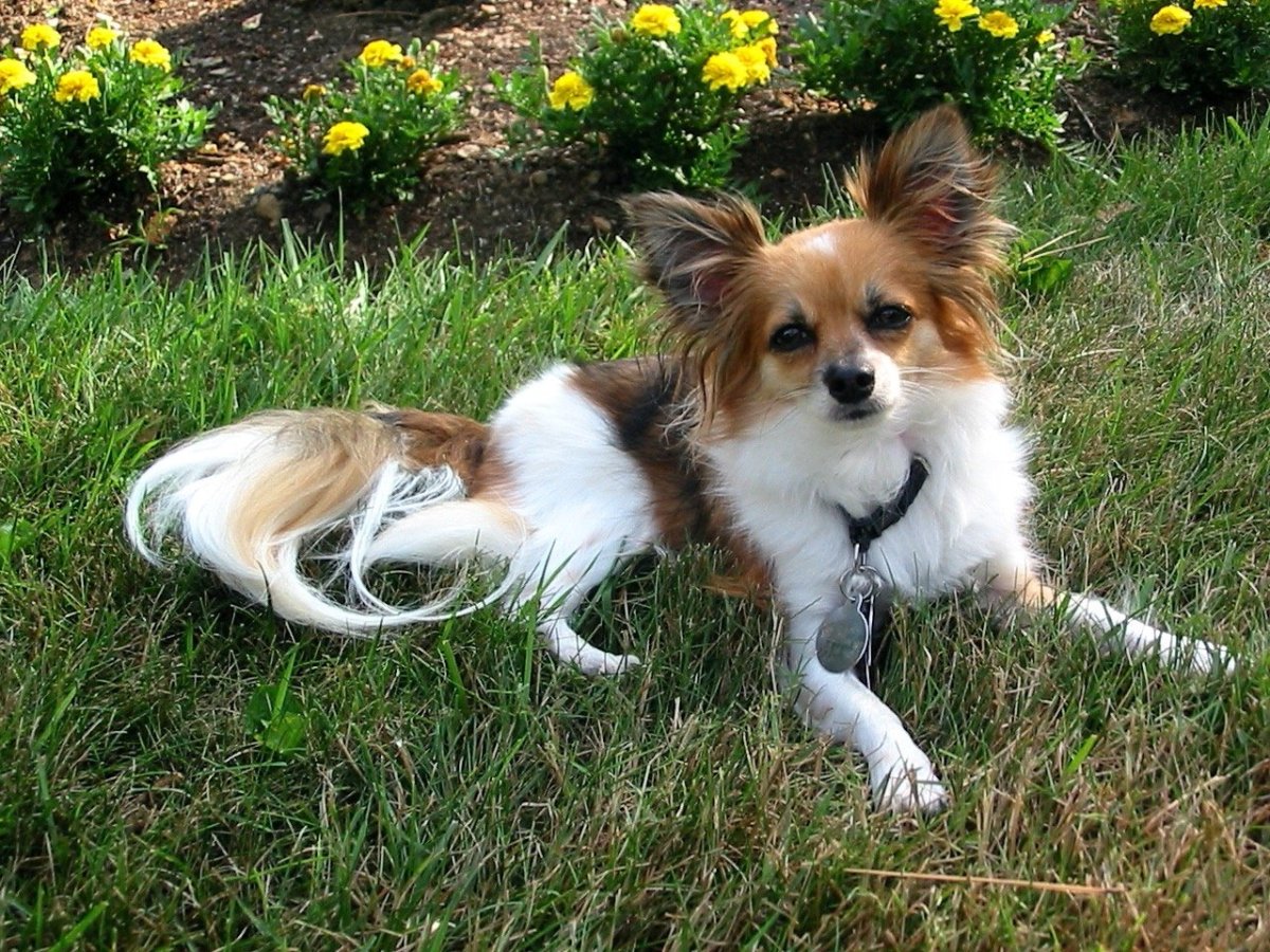 Папильон черного цвета