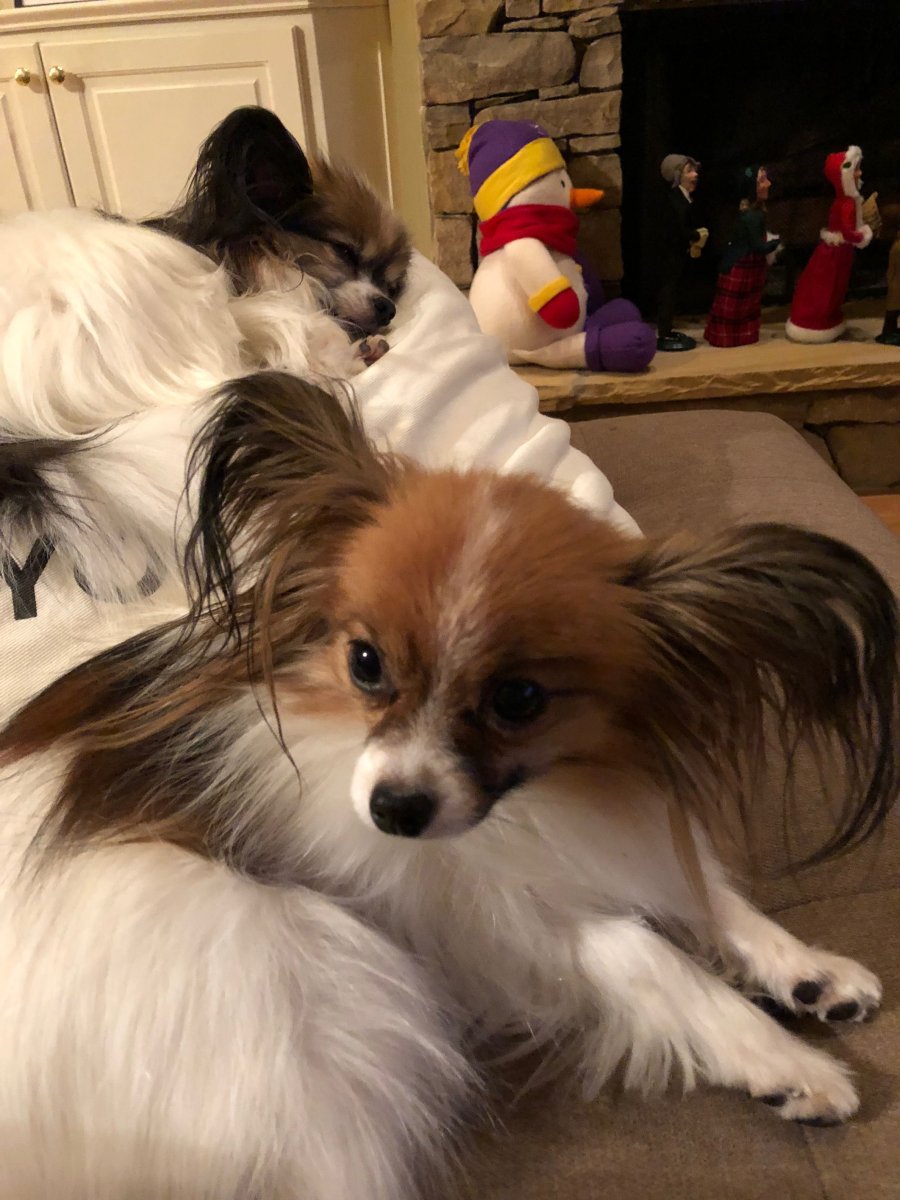 Папильон спит