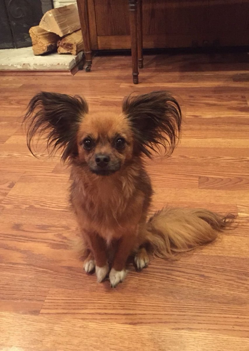 Метис папильона и шпица