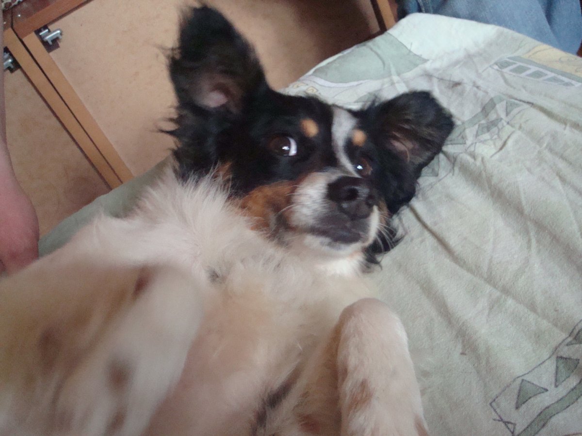 Чихуахуа Папильон бабочка