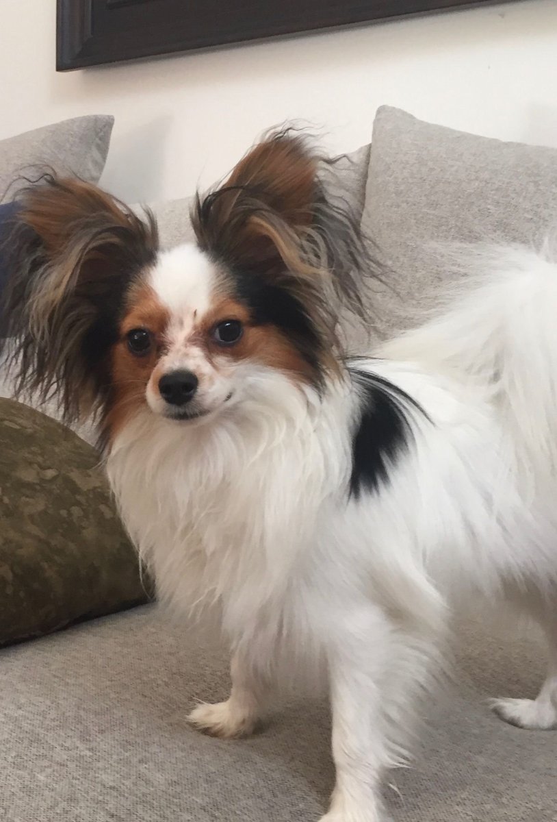 Папильон щенок 1 месяц