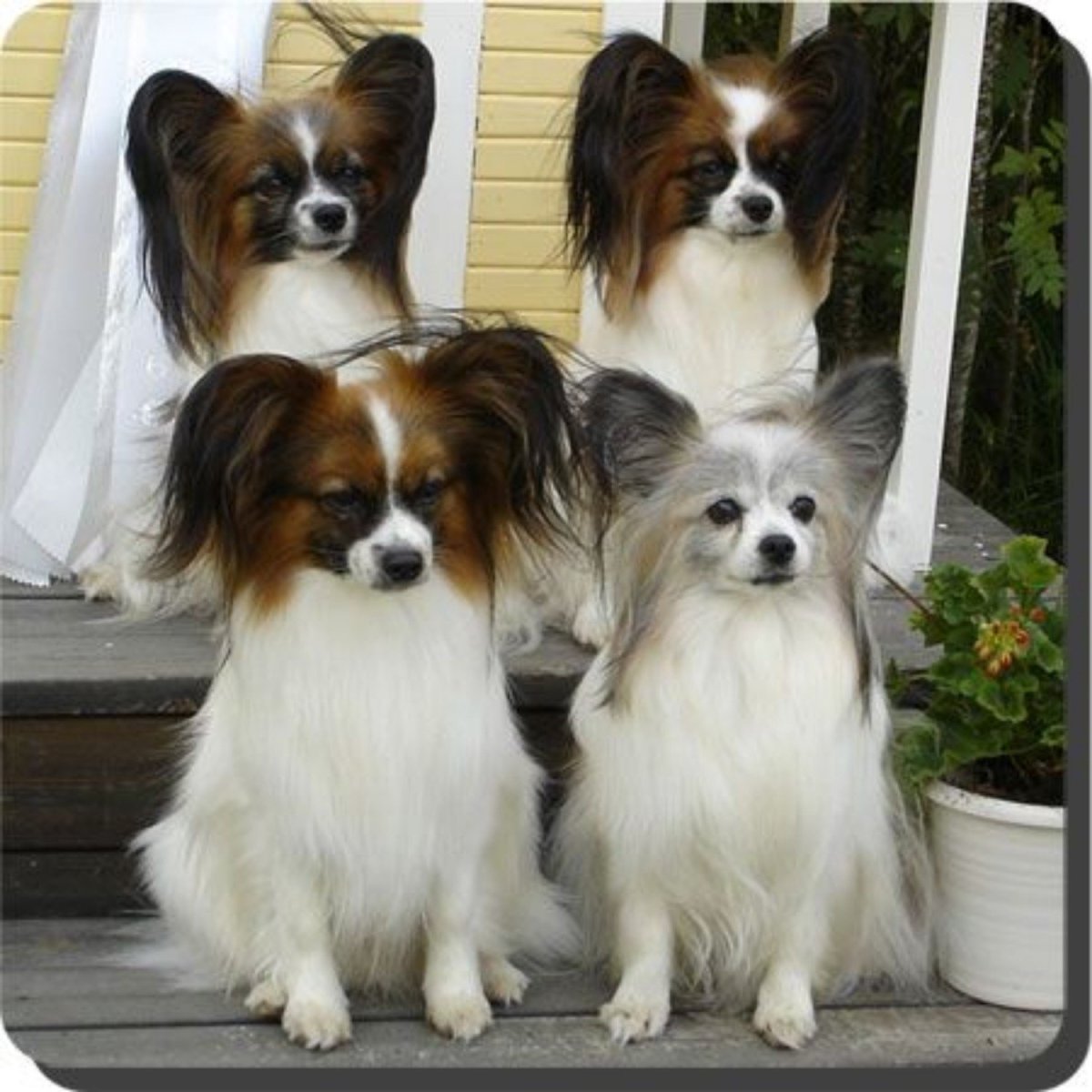 Папильон и хаски