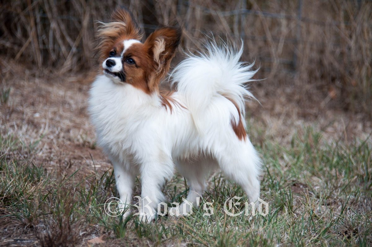 Маленькая собачка Папильон