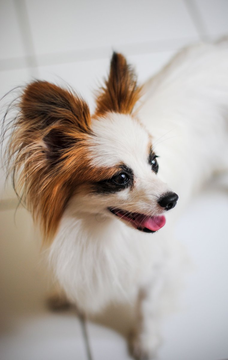 Семья папильонов фото